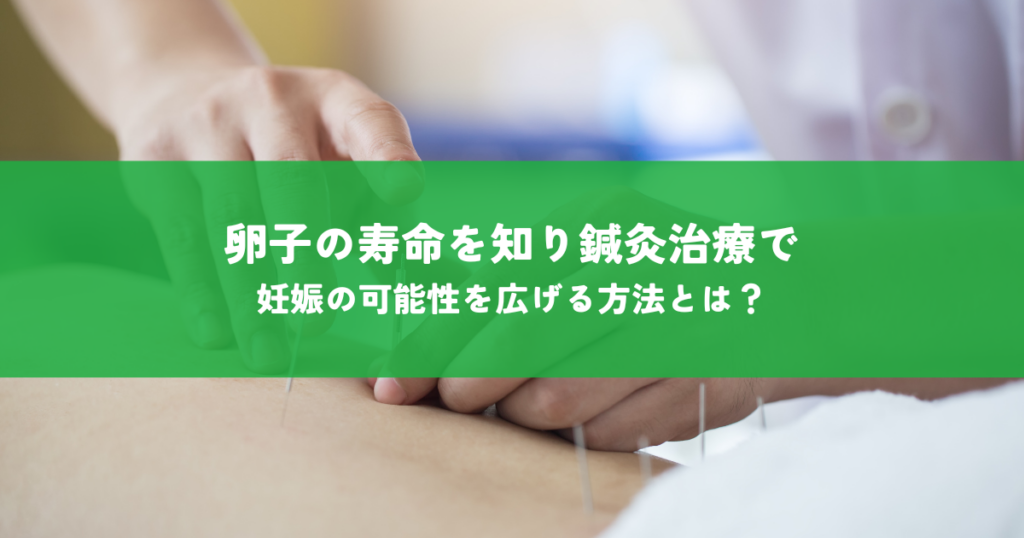 卵子の寿命を知り鍼灸治療で！妊娠の可能性を広げる方法とは？